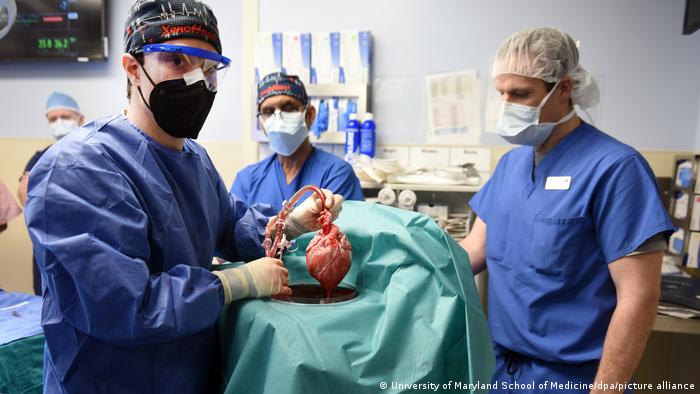 پیوند قلب اصلاح شده ژنتیکی حیوانی به انسان برای اولین بار